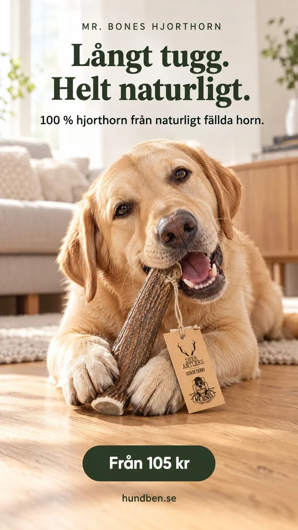 Annons för hjorthorn till hund, med en labrador som tuggar